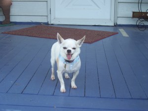 Lao-lao returns from yet another early morning walk.