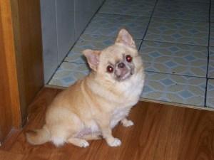 Ms Lu's dinner with dog 005