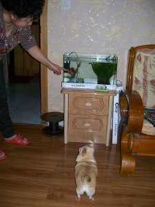 Ms Lu's dinner with dog 010