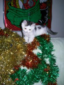 Visiting Kitty thought I needed help.  NOT!