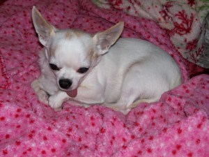 Our spoiled little Chinese immigrant says, "Gongxi-gongxi!  Happy Year of the Snake!"