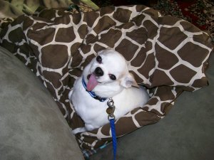 Little Lao-lao is ready for his New Year's Eve walk about town.