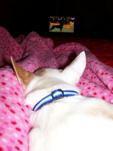 Westminster Lao-lao 006