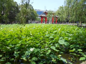 The lotus pond, at the entrance to the main gate, was another popular photo op for gradutes.