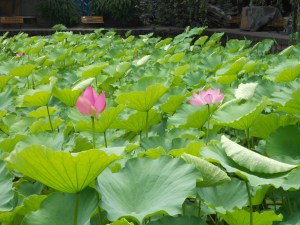 A photographer's heaven.