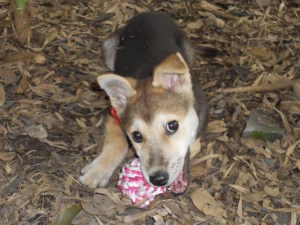 DP with her favorite toy. Let's hope someone wonderful adopts you.  (Who could resist that face?)