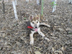 DP on his walk.  One happy dog!