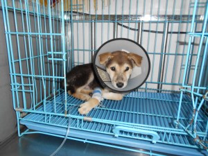 DP his first day at the clinic, getting his IV drip.  One very sick puppy. (The cone is because of vomiting)