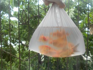 My purchase:  12 goldfish about to have a new home.