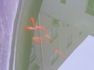 Enjoy your new life, everyone.