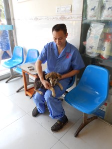 A very, very sick dog.  Here Dr. Mao  examines DP on his arrival to the clinic.  