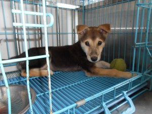 DP's home in the clinic until someone adopts him.  My last photo on him before leaving for America.