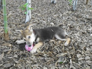 A playful DP, ready for adoption.