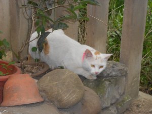 The River's Tomcat, Yangtze.