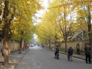 Our neighborhood ginkgo, awaiting the crowds to alight by the hundreds.