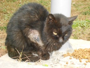 Ratty Thing: cold, hurting and in need of help.
