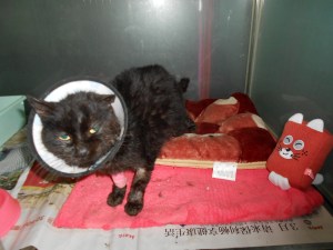 Ratty Thing in his king-like accommodations.  Not feeling too well but at least getting the meds he needs. (Notice his kitty toy, presented by the staff.)