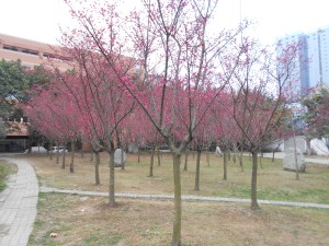 My 20-minute walk through the campus provides some lovely spring scenery.