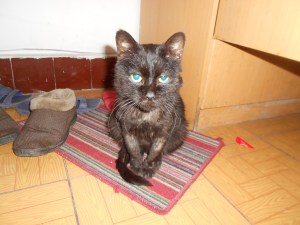 Wesley today, looking for a home.