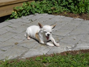 Chengdu native, Xiao Lao-lao, enjoying his life in America.