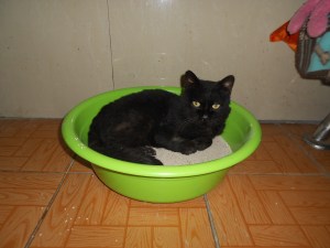 Clean litterbox!  Cool.