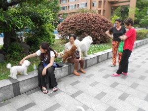 My Dog-walking Friends