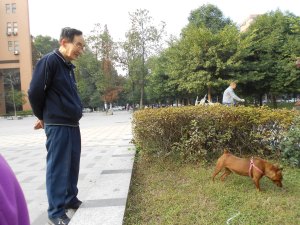 Mr. Wang really loves his miniature pinscher, Liang-liang.