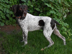 Marilyn's husband, Loren, is a big hunting fan.  Here is his best friend when on the chase for fowl.