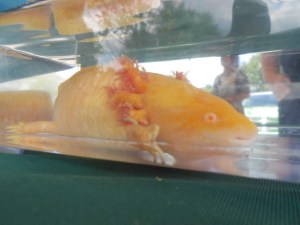 An albino water salamander