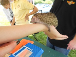 Of the hedgehog family, this little guy.