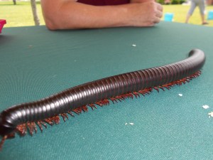 A millipede