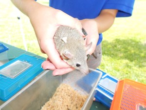Another of the Opossum family