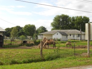 Surprise!  At the entrance to Avon, a camel farm.