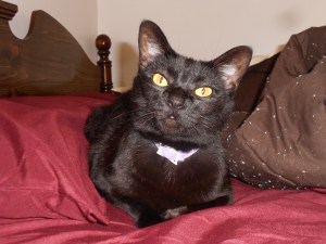 My overnight with John and Megan Walden (John is Ware's pastor) gave their kitty the luxury of sleeping in my bed.  Meooowww!!!