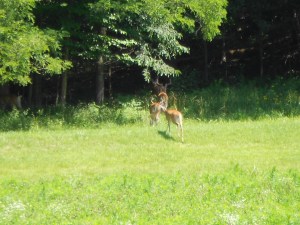 That beauty included the wildlife.  Seen here, a family of deer dashing into the woods