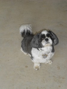 Dixie awaits whatever crumbs fall on the ground, or whatever she can beg off of those eating.  (She's a very good beggar.  Hotdog pieces came abundantly off my plate.) 
