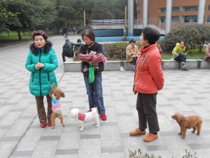 On January 12, I joined my Dog walking companions on the Sichuan University campus: Madame Zhao (curlers), Ms. Yang (center) and Mrs. Zhao (red)