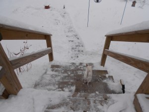Lao-lao gets his path cleared to his favorite pee tree.