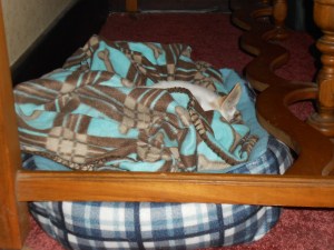 Lao-lao hides in his bed in hopes he'll go un-noticed