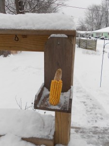 New ear corn awaits our squirrels' arrival.