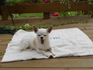Lao-lao in the sunshine today, unaware that tomorrow, it's off to Diet Camp (What we call the vet's, since a majority of critters housed there don't eat while away from the comforts of home.)