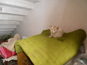 Tomcat Kitty, waiting for his beloved parents to return.