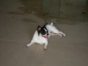 The heat of Luzhou had everyone panting, including Little Sister, flopped on the pavement.