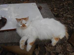 A visit to my old campus on a 95-degree day saw plenty of hot animals.