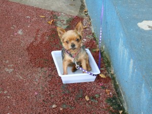 Stinky, the abandoned Yorkie at the clinic, has his pan of water soak after our short walks during our 100-degree weather days. 