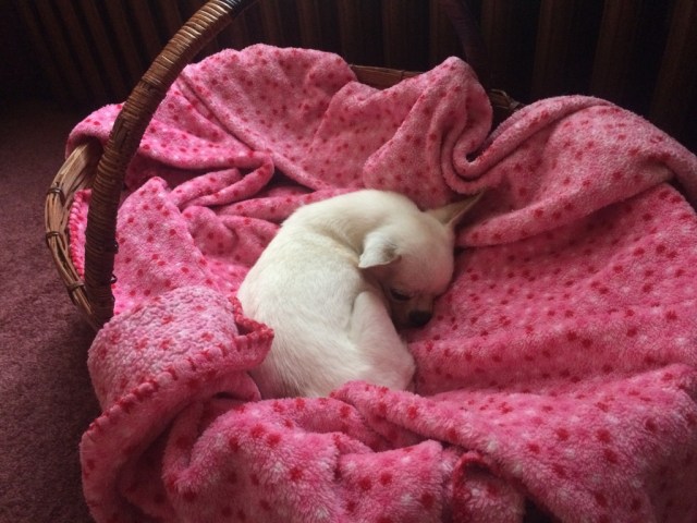 UNADJUSTEDNONRAW_thumb_ed7