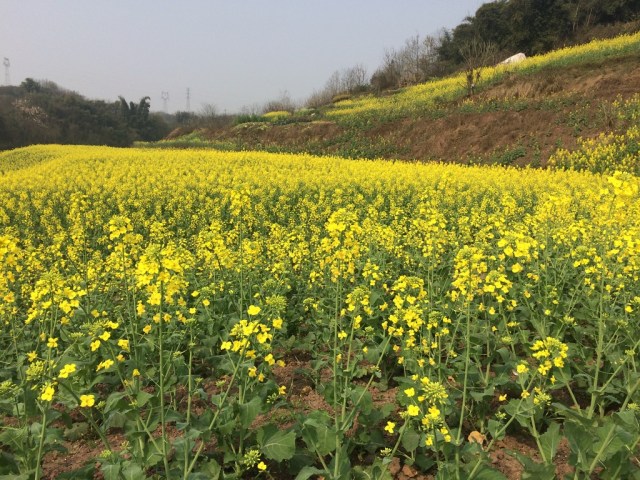 UNADJUSTEDNONRAW_thumb_900