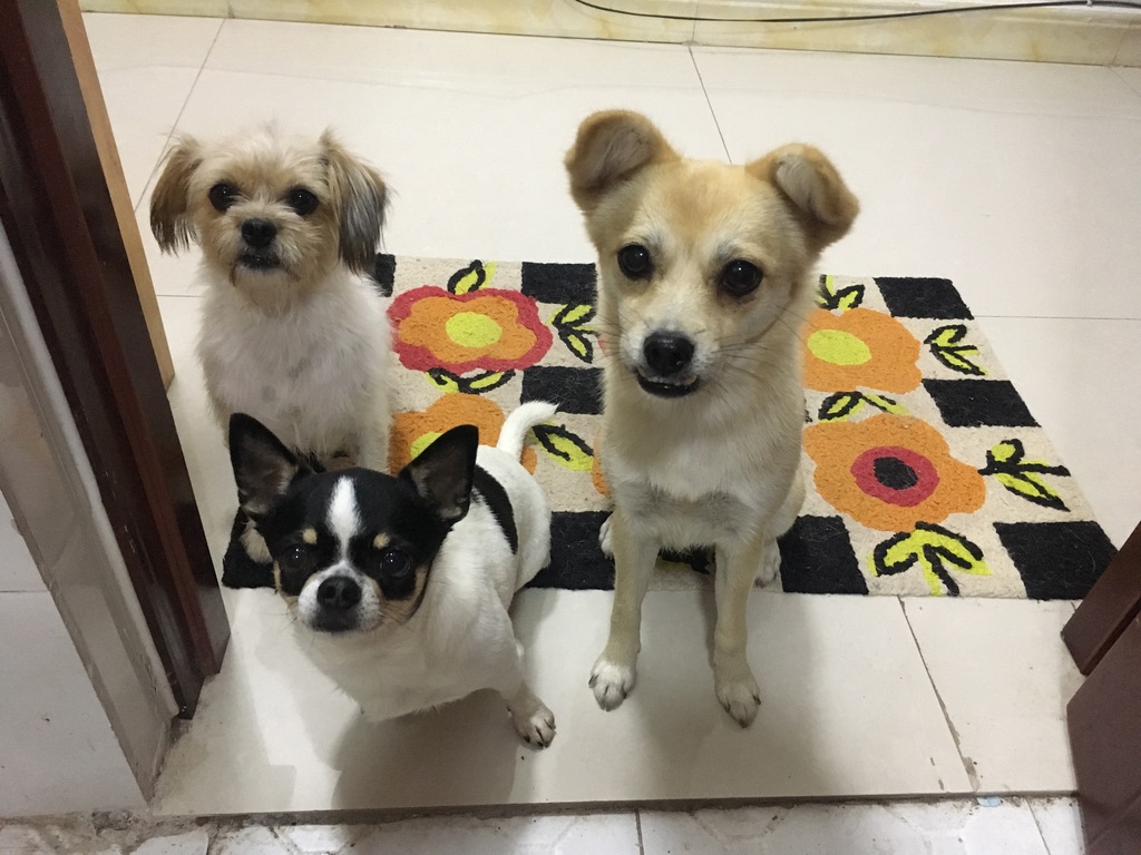 1) rescues coming to America