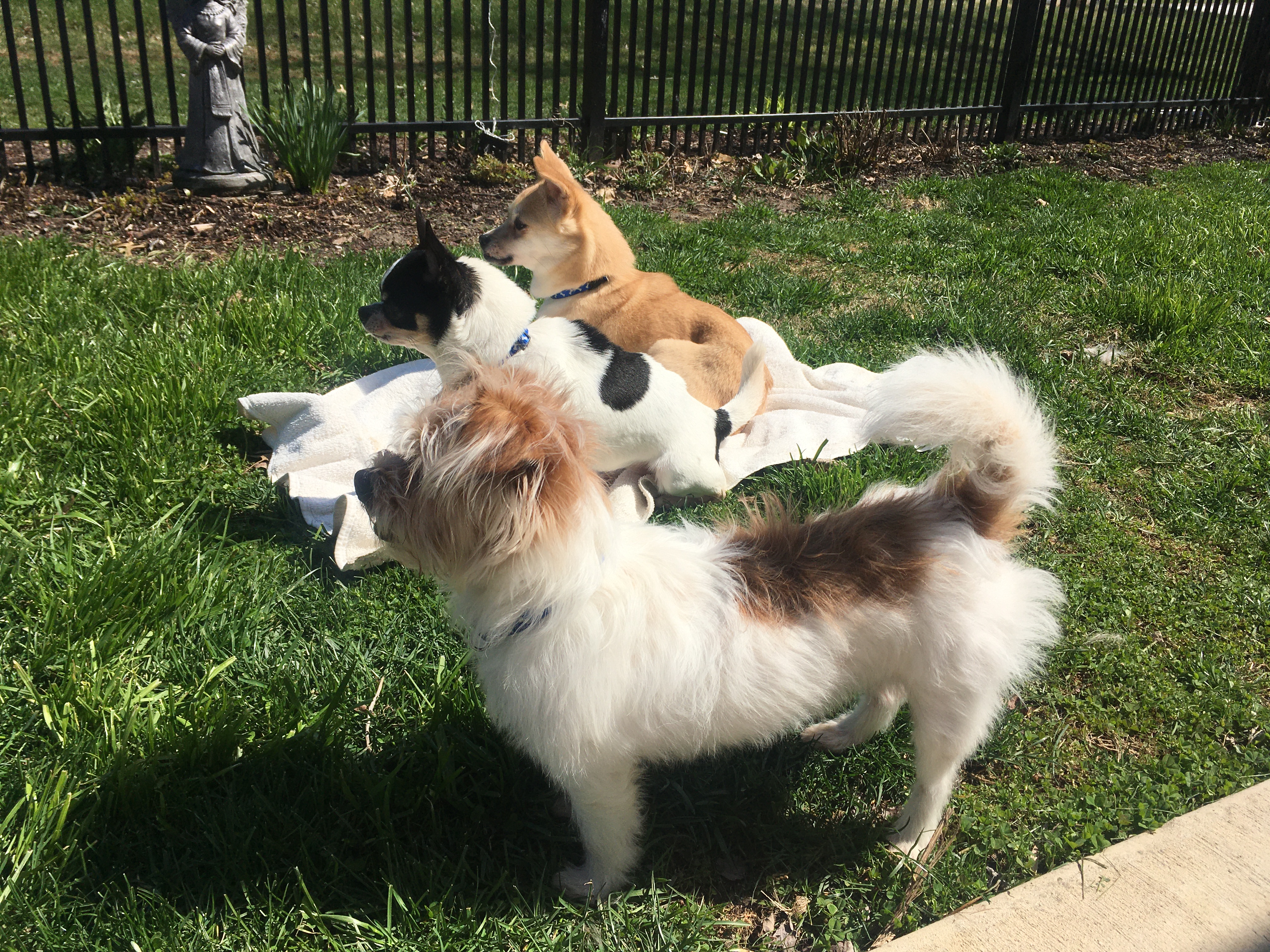 Terrier Beanie, Chichuahua Sister and campus stray, Lucy Lou, enjoy their first day in America.