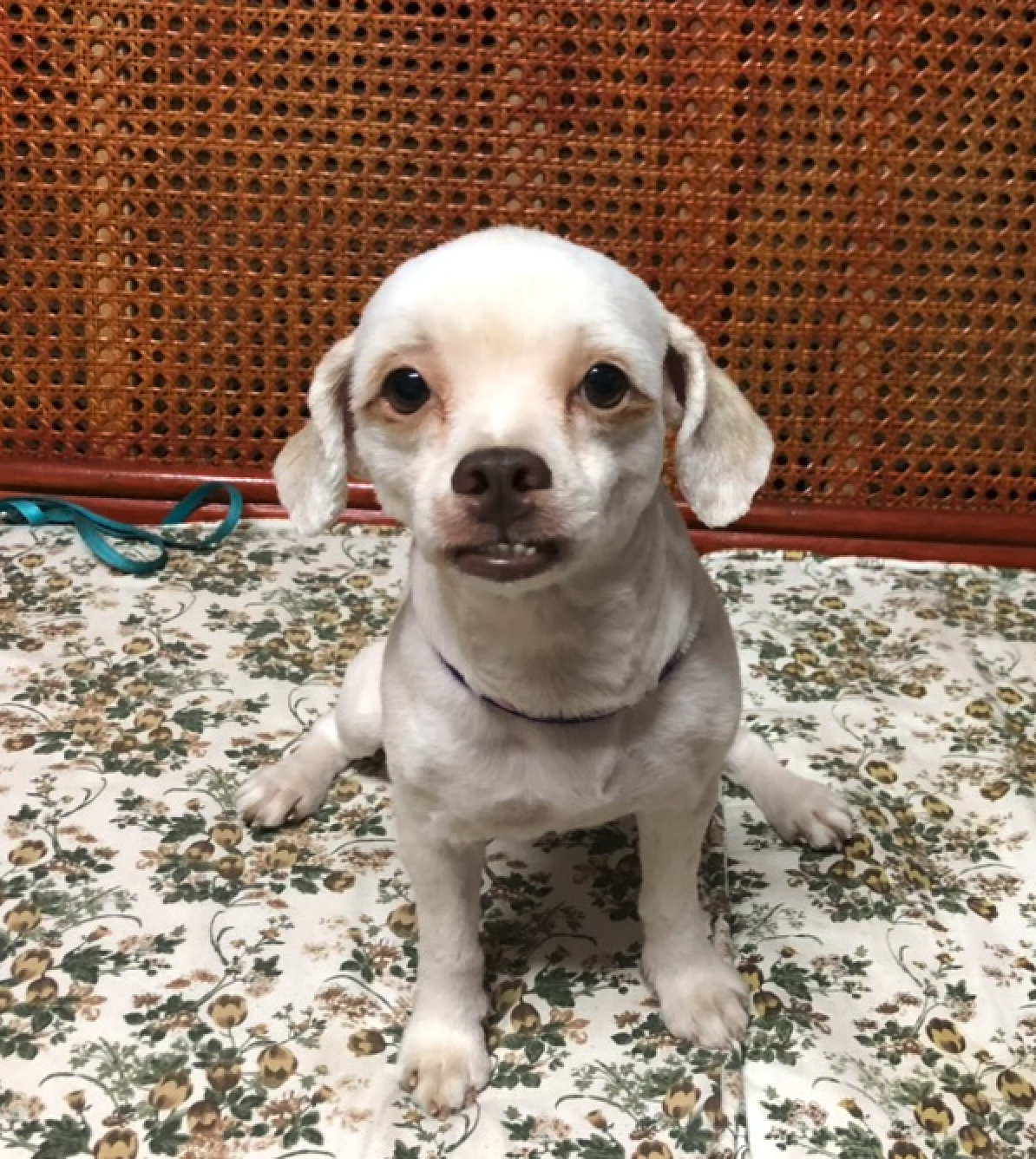 Screenshot 2024-10-18 at 7.09.03 PM